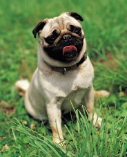 Pug - Call our pet sitter service in New Windsor, Maryland, for a professional dog sitter and on-site pet sitting services. 